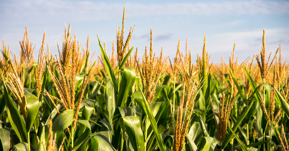 SMC Corn Maze Graphic 8-22 Field of corn growing