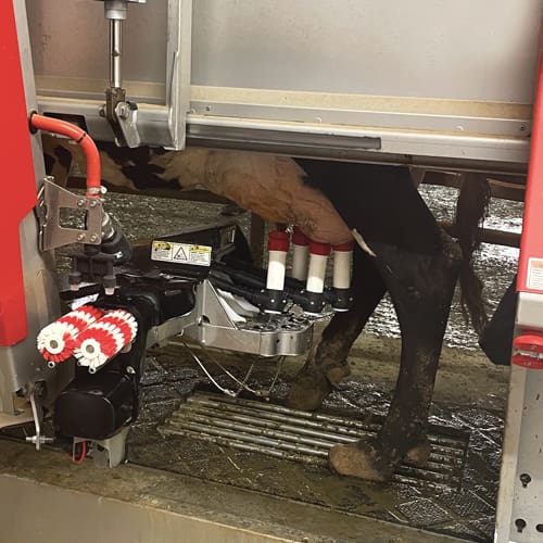 Cow being milked by robotic milking machine in new milking barn