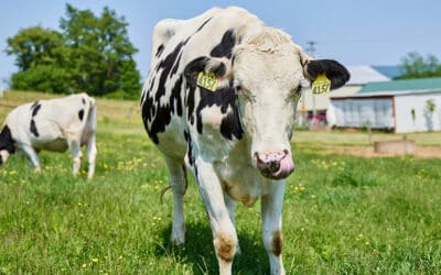 SMC Awarded Grant Funding for Climate-Friendly Animal Waste Technology