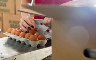 How SMC Provides High-Quality, Certified Humane Eggs
