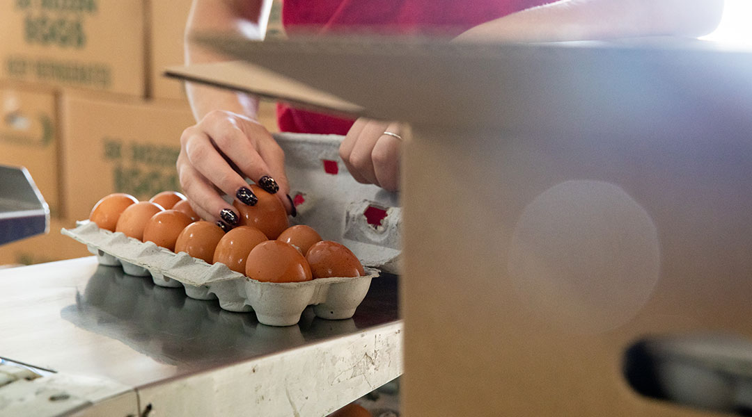 How SMC Provides High-Quality, Certified Humane Eggs