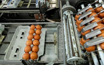 Fresh Flock, Same Great Eggs—What the Flock?