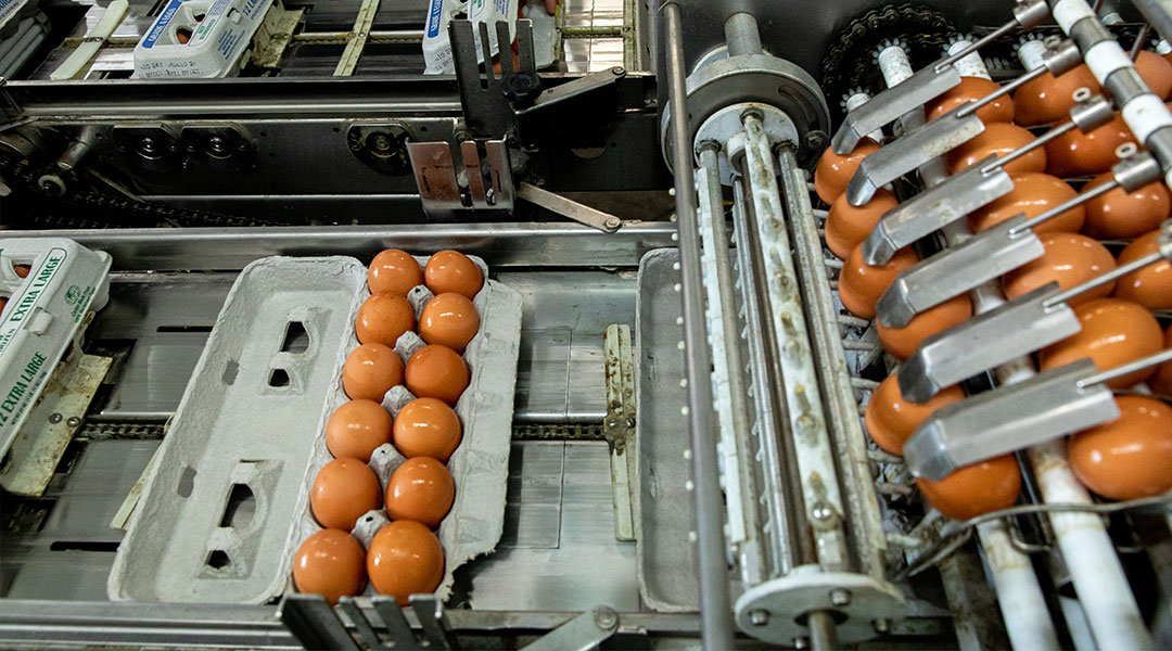 Fresh Flock, Same Great Eggs—What the Flock?