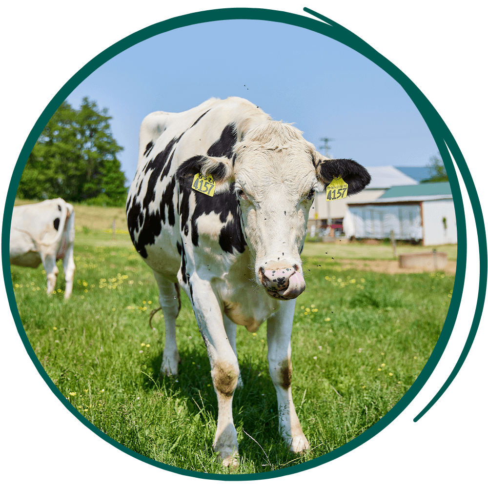 SMC-Website-Re-Skin-how-milk-is-made-7-25 a cow in the field