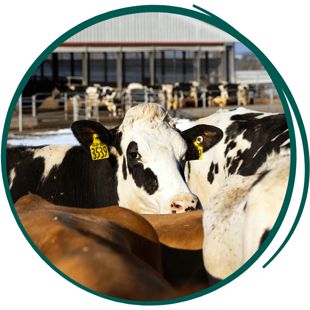 SMC-Website-Re-Skin-self-guided-tours-7-25 cows in the field