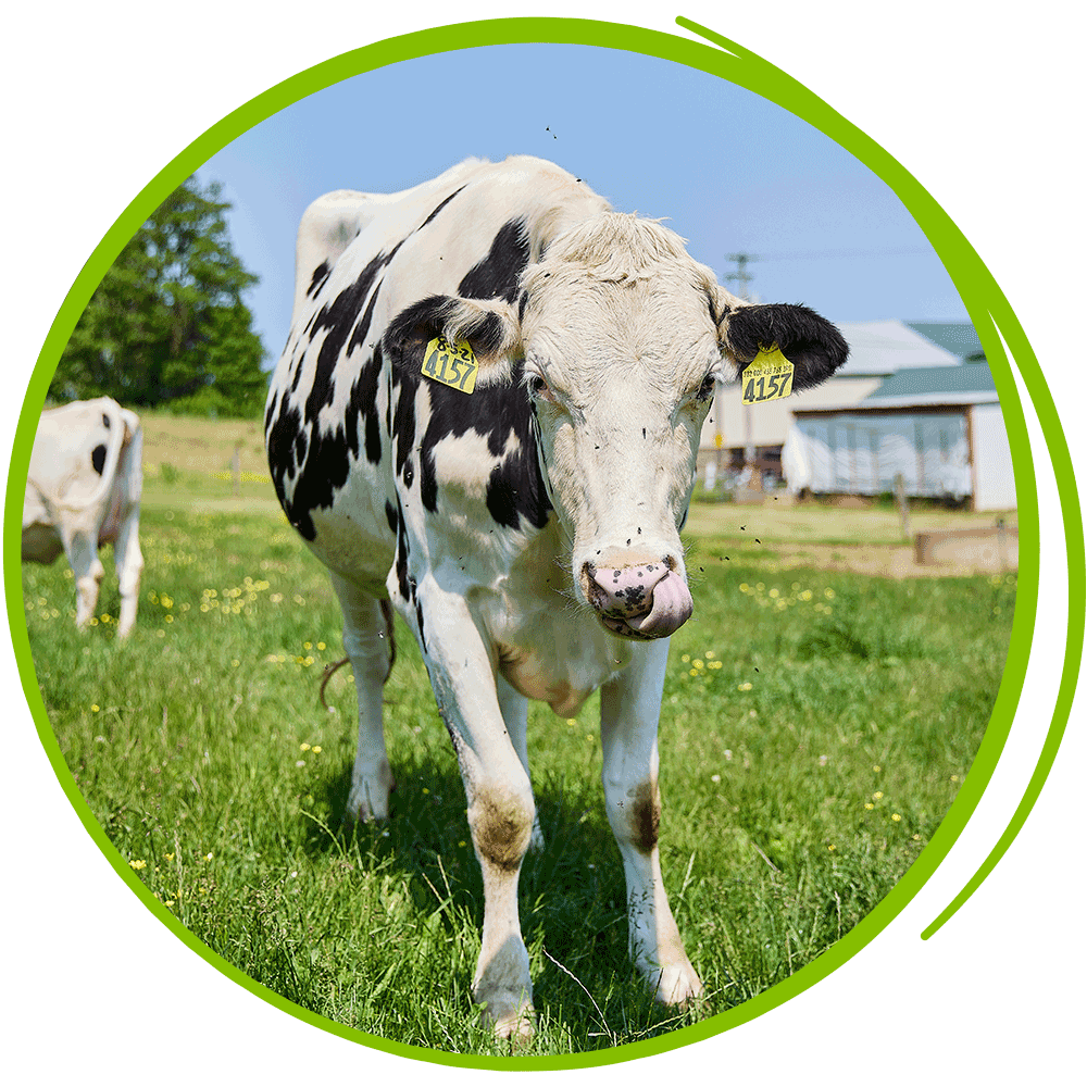 a cow in the field