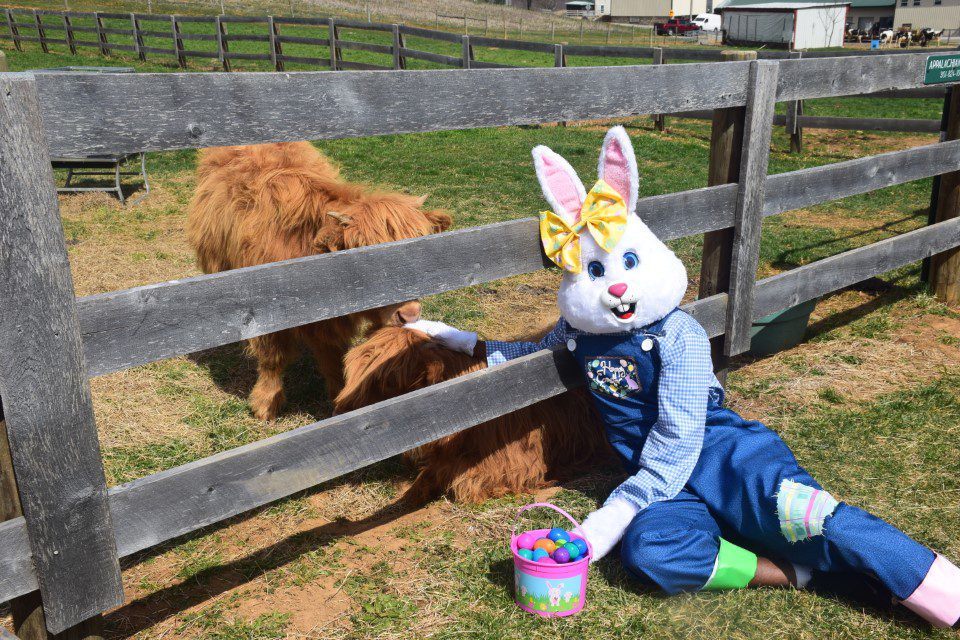 Multicolored Easter eggs spill out of an Easter basket.