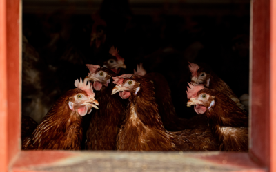 What the Flock? A Quick Update on Your Eggs